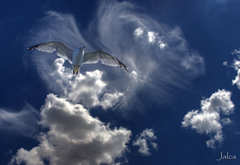 Seagull in Flight — Blue, Dramatic, Afternoon
