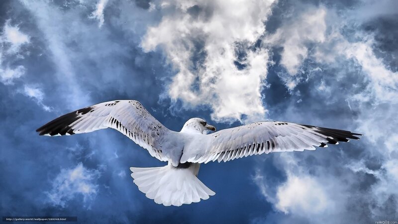 Seagull in Flight — Blue, Dramatic, Photograph, Clouds, Sky