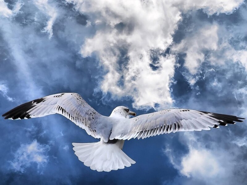 Seagull in Flight — Blue, Dramatic, Photograph, Clouds