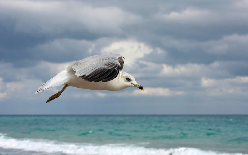 Seagull in Flight — Blue, Dramatic, Photograph, Ocean, Clouds