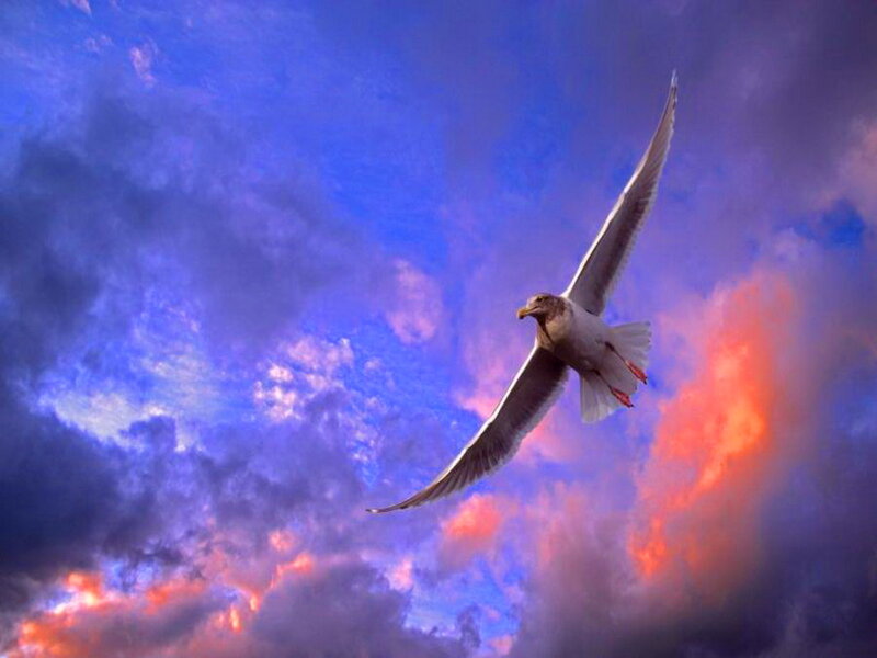 Seagull in Flight — Blue, Dramatic, Sunset, Photograph, Sky, Clouds