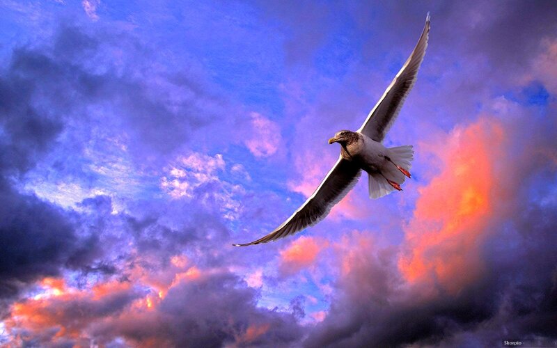 Seagull in Flight — Blue, Dramatic, Sunset, Photograph