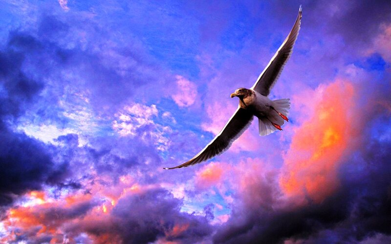 Seagull in Flight — Blue, Dramatic, Sunset