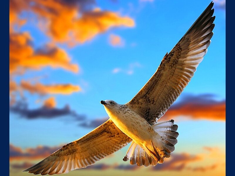 Seagull in Flight — Blue, Dramatic