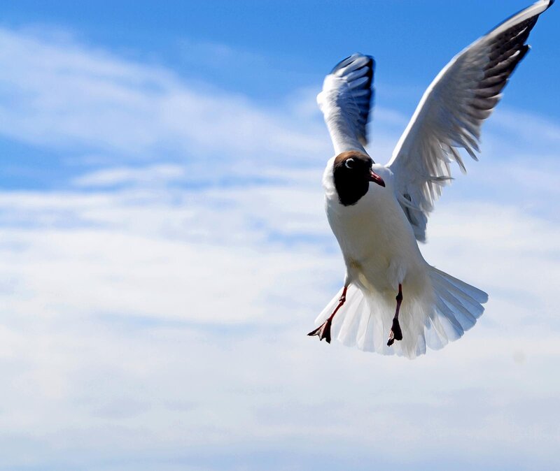 Seagull in Flight — Blue, Dynamic, Afternoon, Photograph, Sky, Clouds