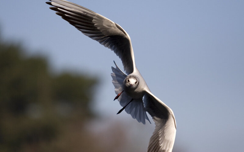 Seagull in Flight — Blue, Dynamic, Afternoon, Photograph, Sky