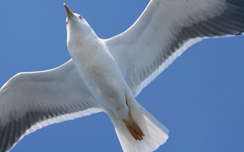 Seagull in Flight — Blue, Dynamic, Afternoon, Photograph