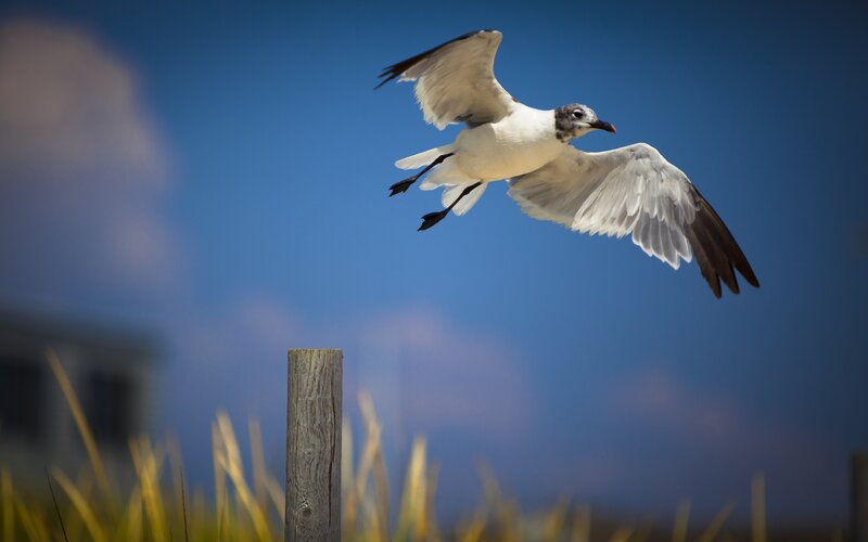 Seagull in Flight — Blue, Dynamic, Afternoon