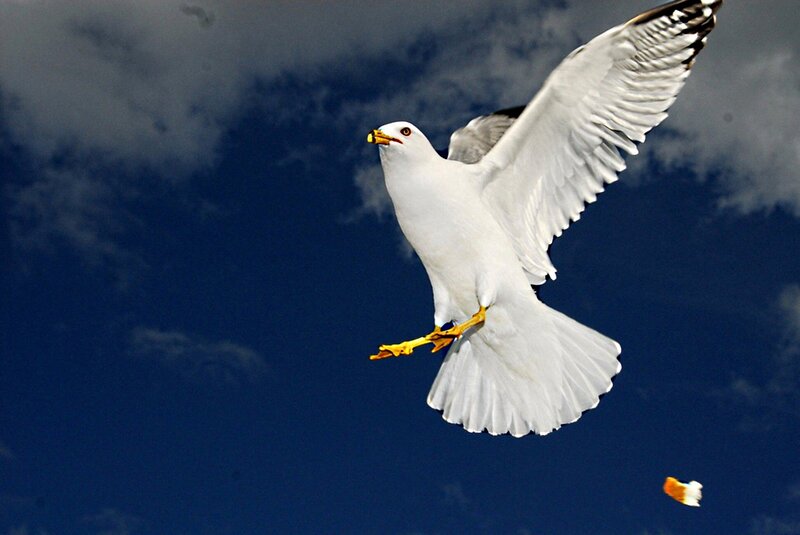 Seagull in Flight — Blue, Dynamic, Photograph, Sky