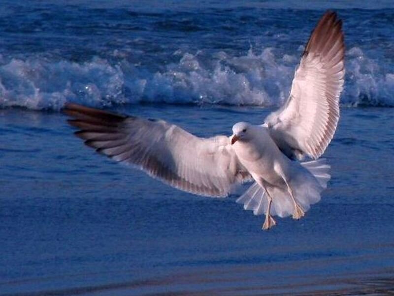 Seagull in Flight — Blue, Dynamic, Photograph