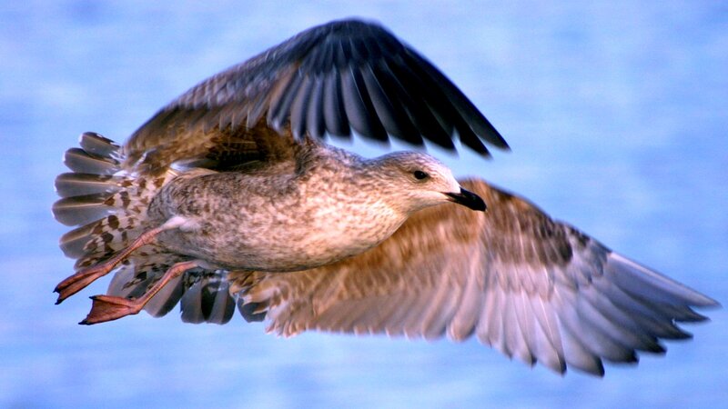Seagull in Flight — Blue, Dynamic, Photograph, Wings, Sky, Legs