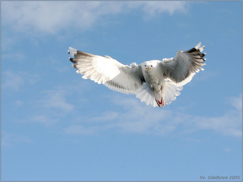 Seagull in Flight — Blue, Dynamic