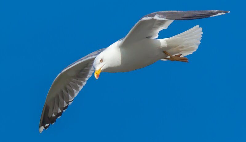 Seagull in Flight — Blue, Serene, Afternoon, Photograph, Blue Sky, White, Gray