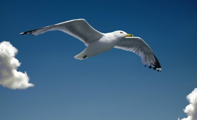 Seagull in Flight — Blue, Serene, Afternoon, Photograph, Clouds