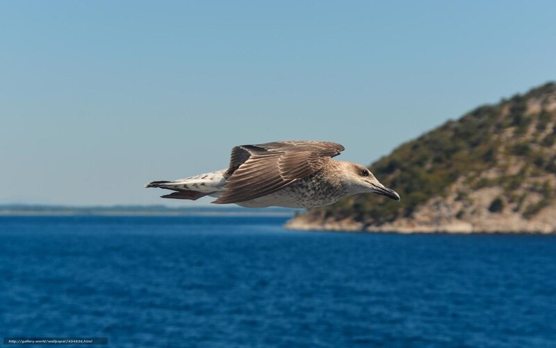Seagull in Flight — Blue, Serene, Afternoon, Photograph, Sea