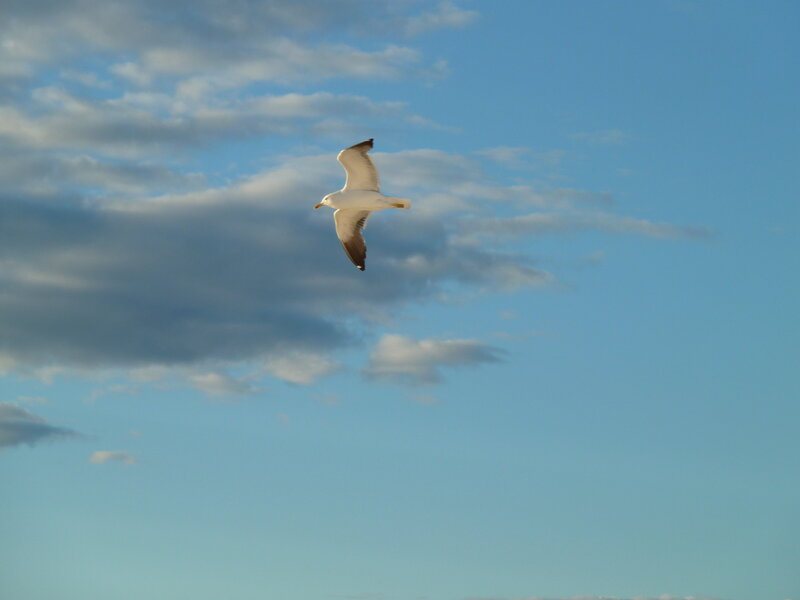 Seagull in Flight — Blue, Serene, Afternoon, Photograph, Sky, Clouds