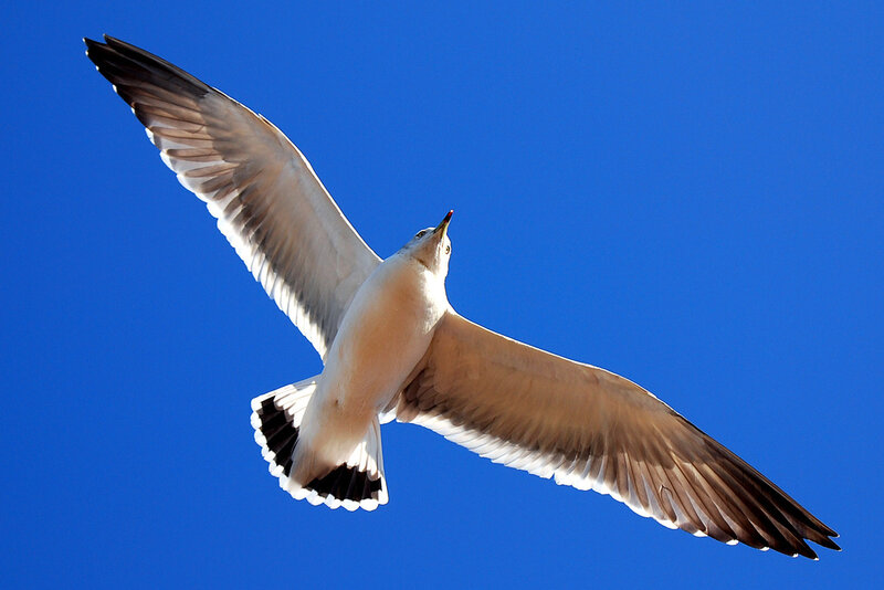 Seagull in Flight — Blue, Serene, Afternoon, Photograph, Sky, White, Brown