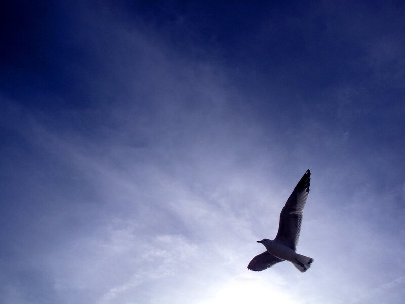 Seagull in Flight — Blue, Serene, Afternoon, Photograph
