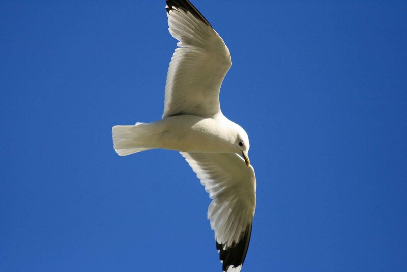 Seagull in Flight — Blue, Serene, Afternoon