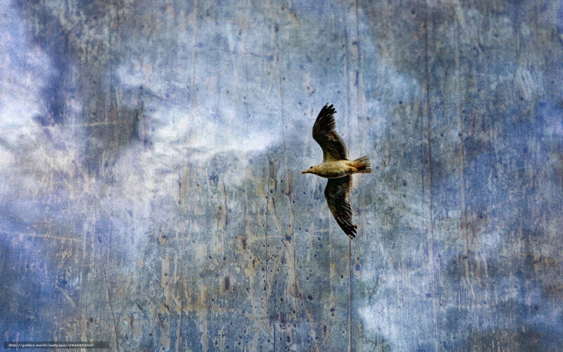 Seagull in Flight — Blue, Serene, Photograph, Bird