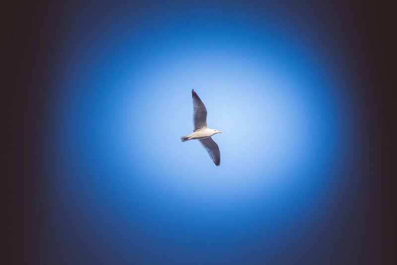 Seagull in Flight — Blue, Serene, Photograph, Sky