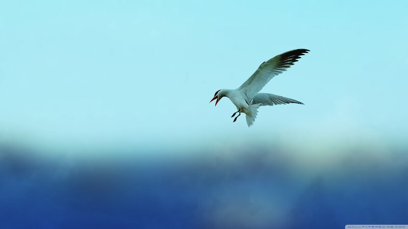Seagull in Flight — Blue, Serene, Photograph