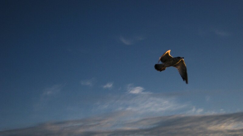 Seagull in Flight — Blue, Serene, Sunset