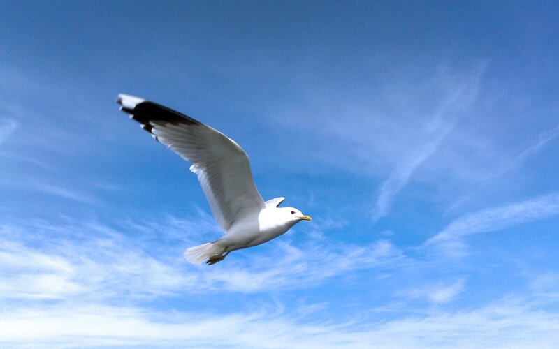 Seagull in Flight — Blue, Serene