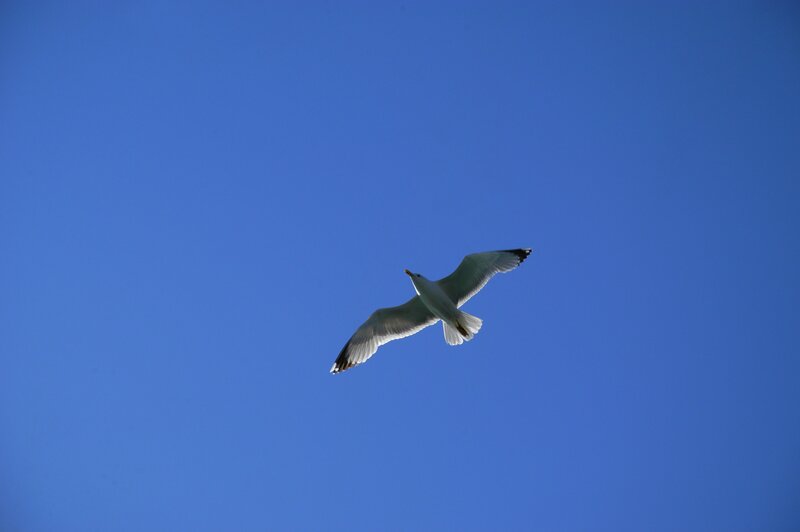 Seagull in Flight — Blue, Sky