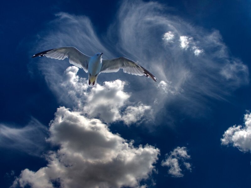 Seagull in Flight — Blue