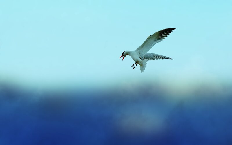 Seagull in Flight — Blue, White