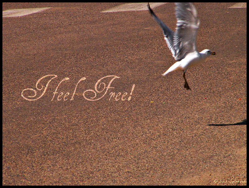 Seagull in Flight — Brown, Free