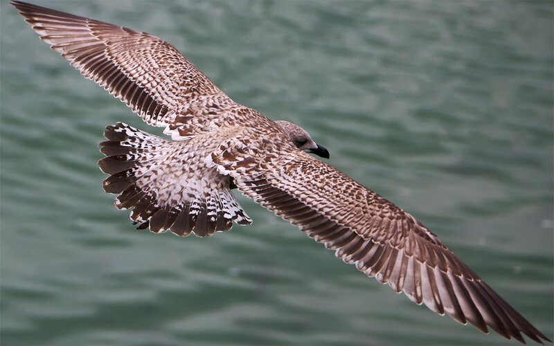 Seagull in Flight — Brown
