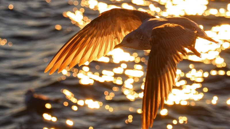 Seagull in Flight — Gold, Dramatic, Sunset