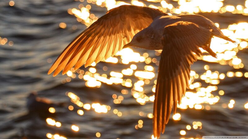 Seagull in Flight — Gold, Dramatic