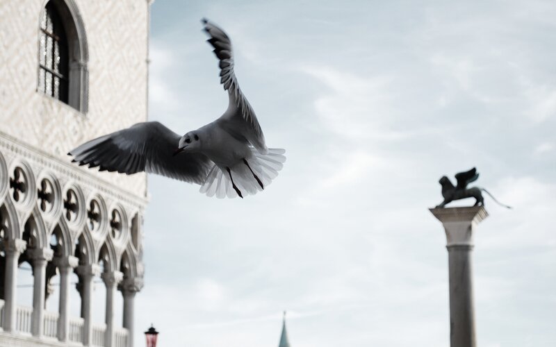 Seagull in Flight — Gray, Calm, Afternoon, Photograph