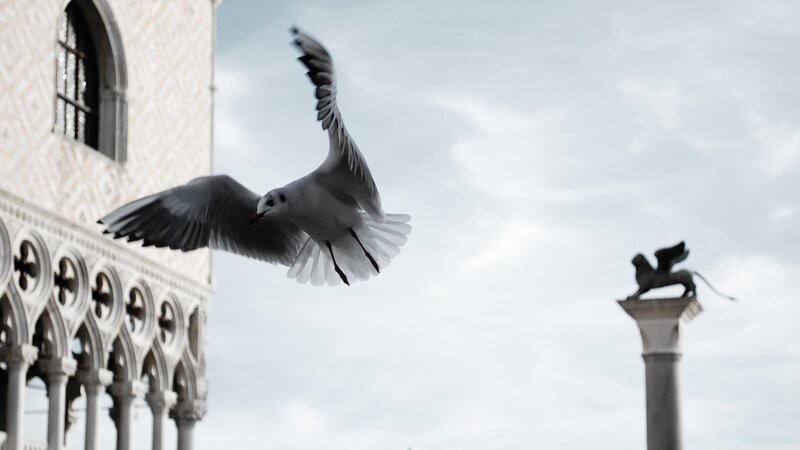 Seagull in Flight — Gray, Calm, Afternoon