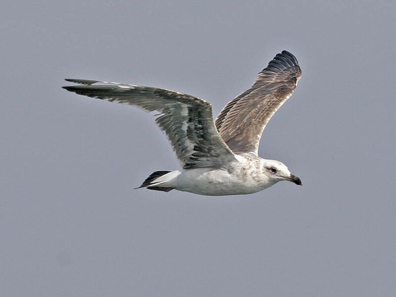 Seagull in Flight — Gray, Calm