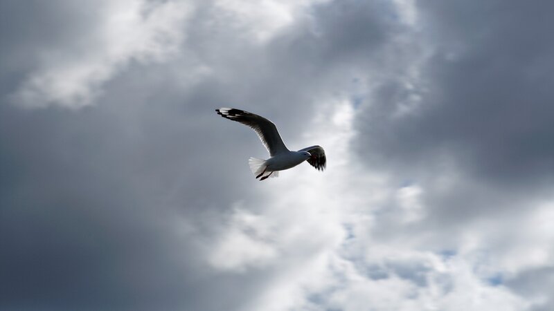 Seagull in Flight — Gray, Dramatic, Photograph