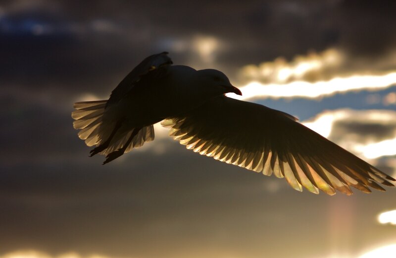Seagull in Flight — Gray, Dramatic, Sunset