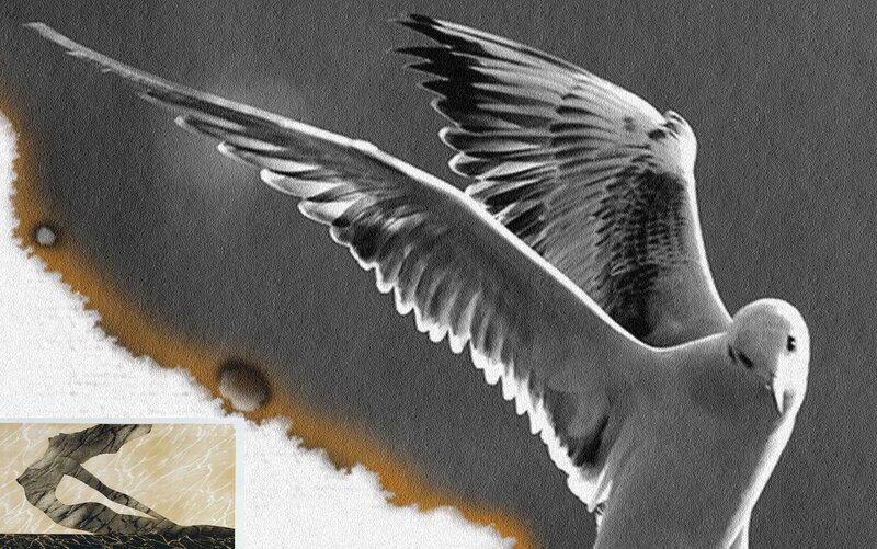 Seagull in Flight — Gray, Dramatic