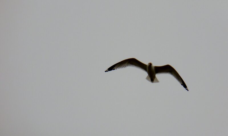 Seagull in Flight — Gray