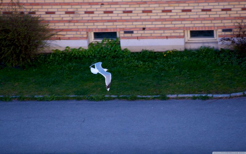 Seagull in Flight — Green
