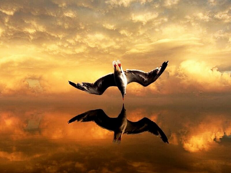 Seagull in Flight — Orange, Dramatic, Sunset, Photograph, Sky