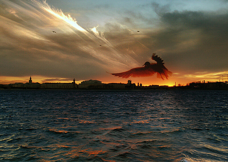Seagull in Flight — Orange, Dramatic, Sunset, Photograph