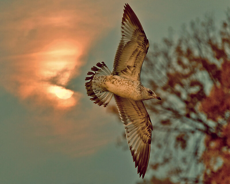 Seagull in Flight — Orange, Dramatic, Sunset