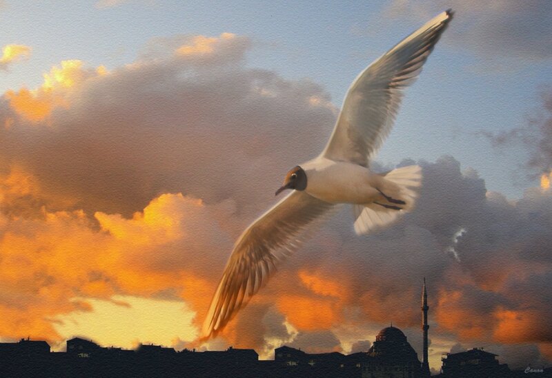 Seagull in Flight — Orange, Dramatic