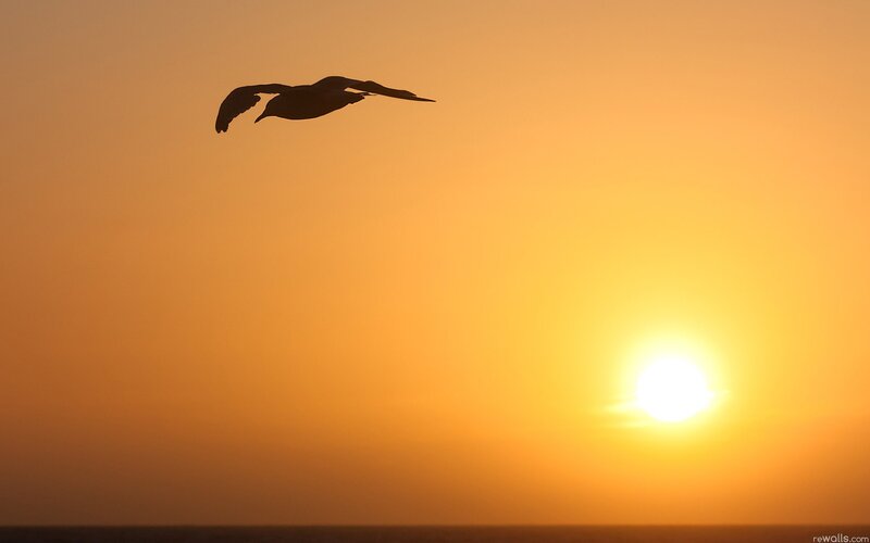 Seagull in Flight — Orange, Serene, Sunset, Photograph