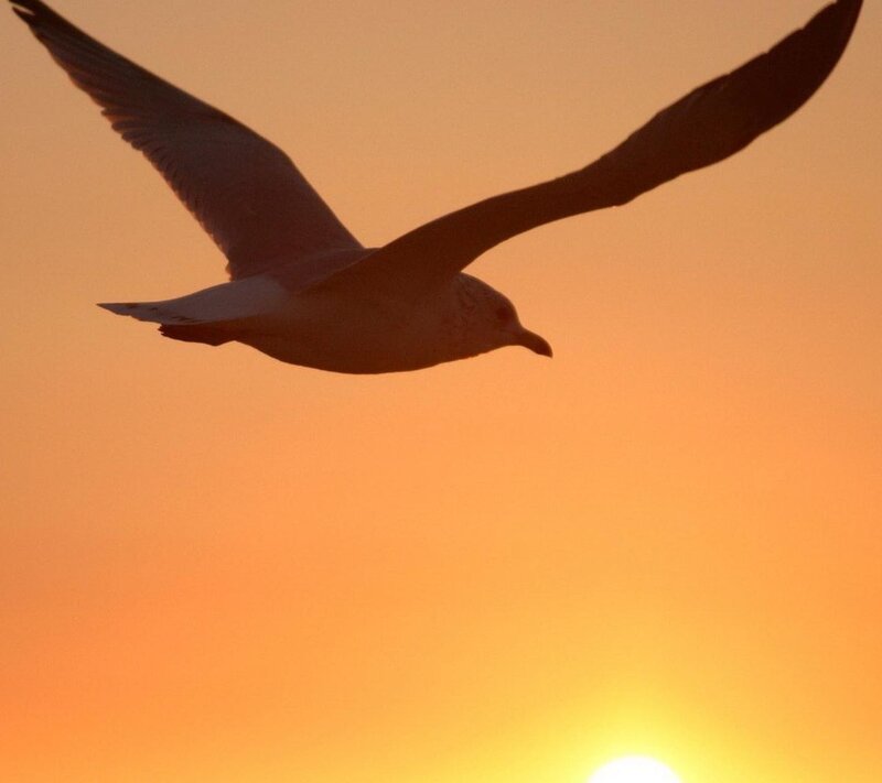 Seagull in Flight — Orange, Serene, Sunset
