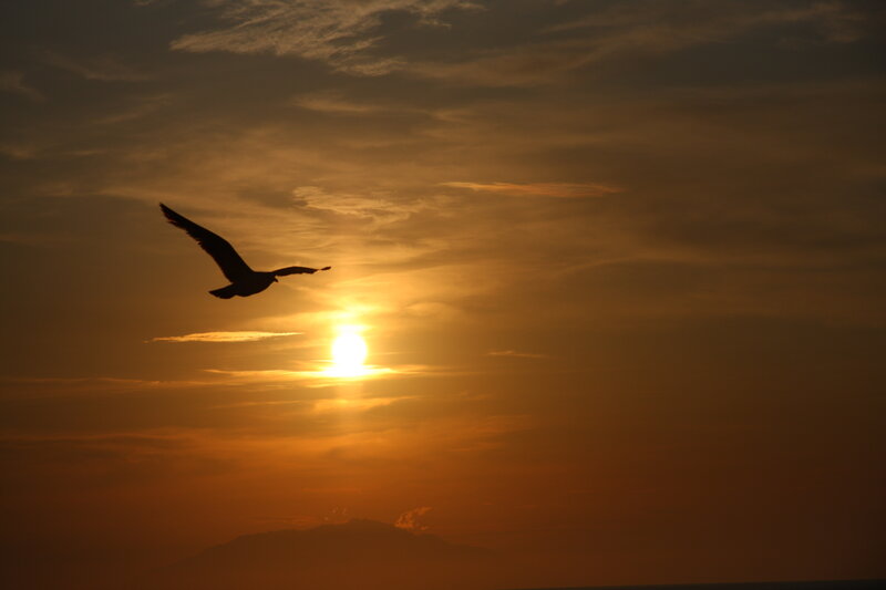 Seagull in Flight — Orange, Serene